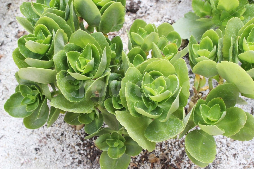 꽃,들꽃,봄,풀,식물,초록,초록색,잎,가지,flower,식물,자연,plants,nature