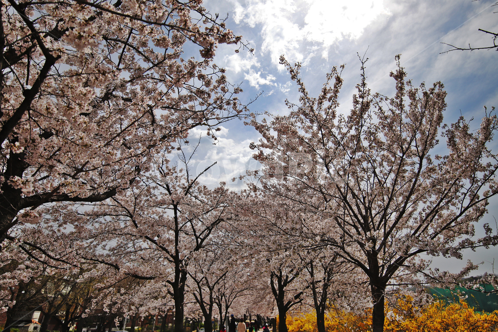 벚꽃,자연풍경,감성사진,식물,하늘,봄,계절,spring,season,자연,풍경,nature,landscape,식물,plants,나무,trees,wood,plant,flower,꽃,blossom