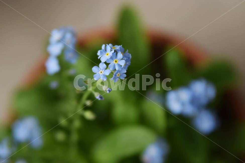 물망초,파란꽃,꽃,plant,식물,flower,블루꽃,식물,자연,plants,nature,꽃,flower