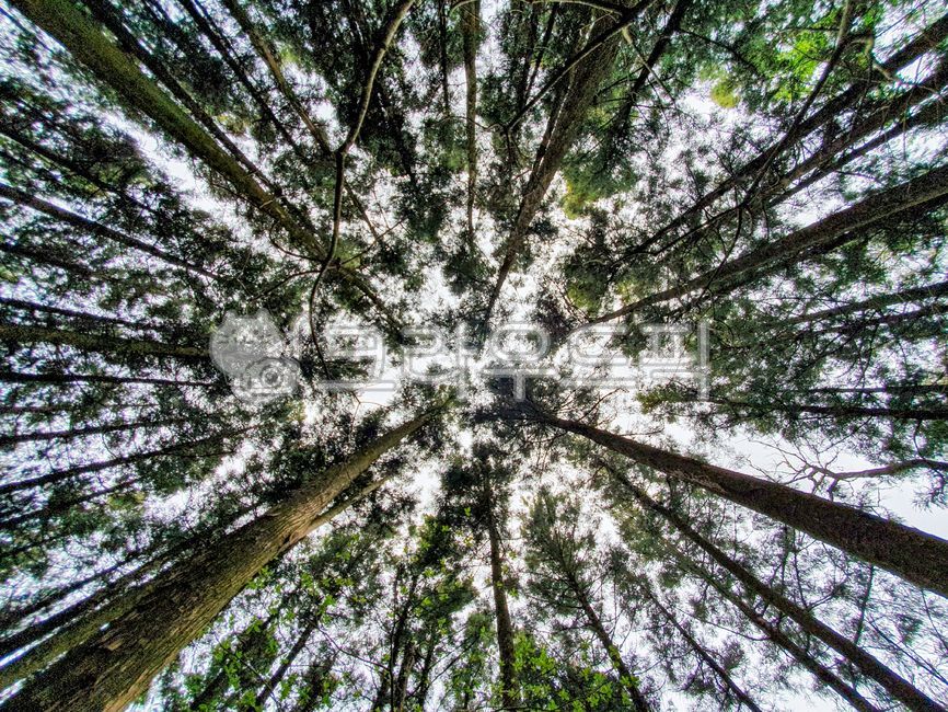 forest,green,Jeju,nature,I want to buy it,tree,vegetation,verdure,trail,foot of the mountain,outdoors,Saryeoni Forest Trail,road,walking,wood,forest road