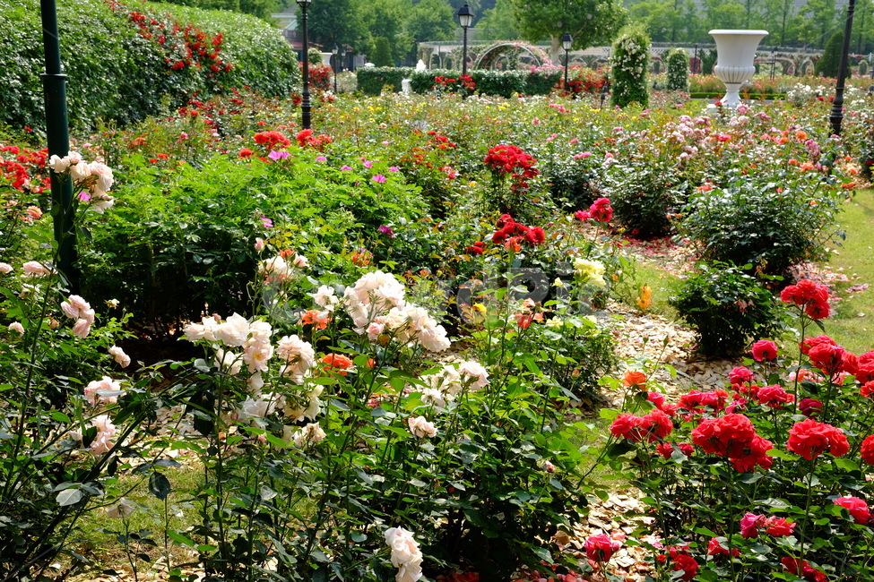 식물,꽃,장미꽃,flower,장미,geranium,제라늄,plant,blossom