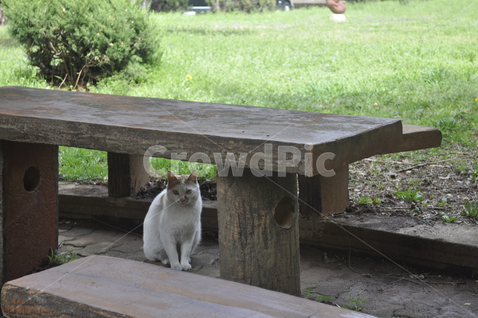 고양이,벤치,자연,풍경,감성,cat,감성사진,chill,동물,animal,포유류,mammal,고양이,cat,kitten,kitty