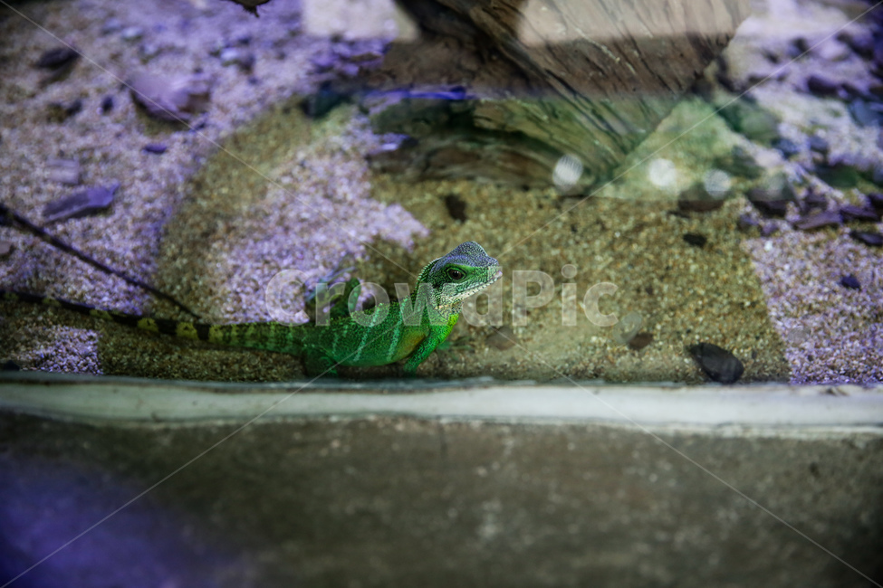 도마뱀,파충류,열대동물,초록,워터드레곤,동물,animal,파충류,양서류,reptile,amphibian