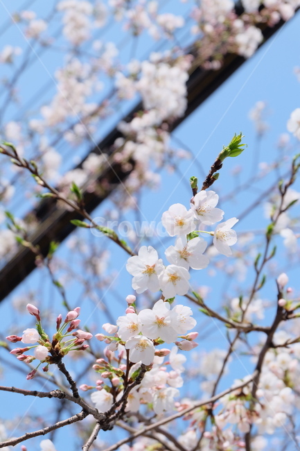 봄,벚꽃,꽃,식물,flower