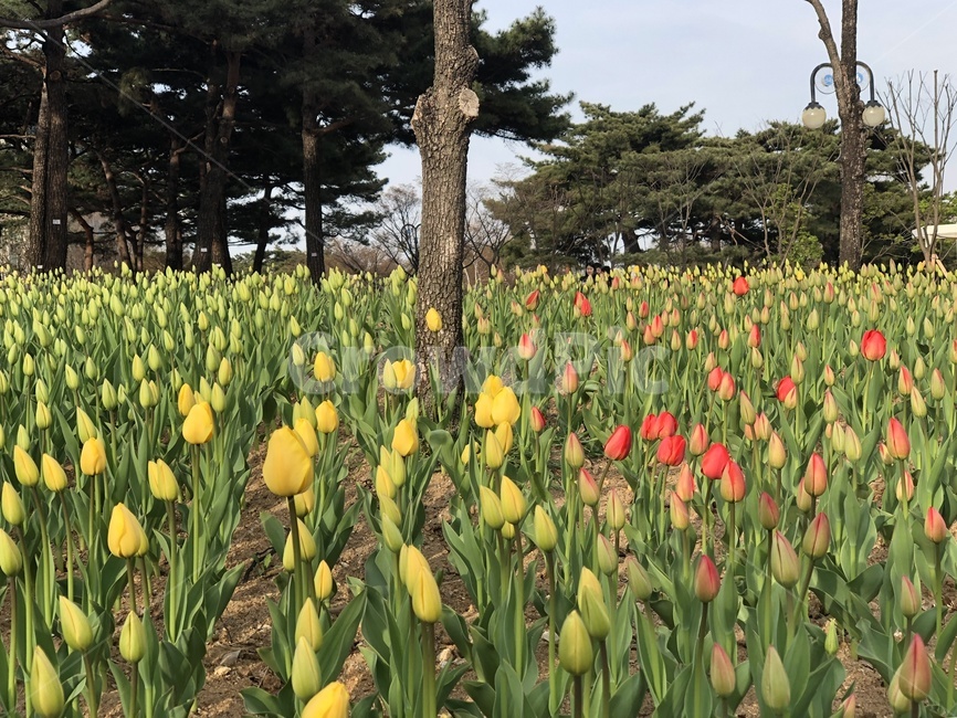 튤립,노란,빨간,풍경,꽃