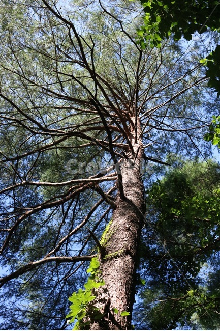 여름,자연,식물,초록,하늘,파랑,summer,natsu,nature,tree,ki,plants,shokubutsu,green,midori,sky,sora,blue,ao,나무,나무줄기,줄기,식물,자연,plants,nature,나무,trees,wood