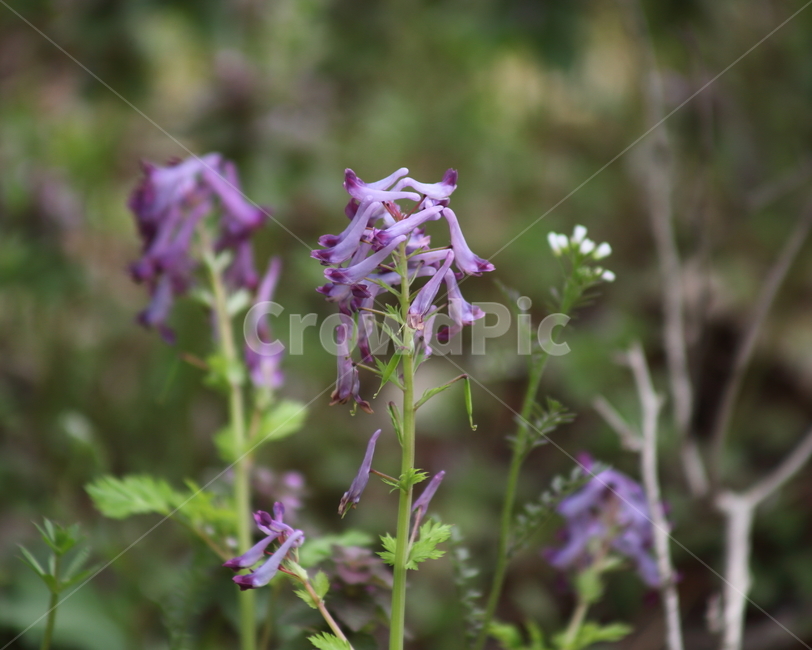자주괴불주머니,꽃,식물,봄,incisedcorydalis