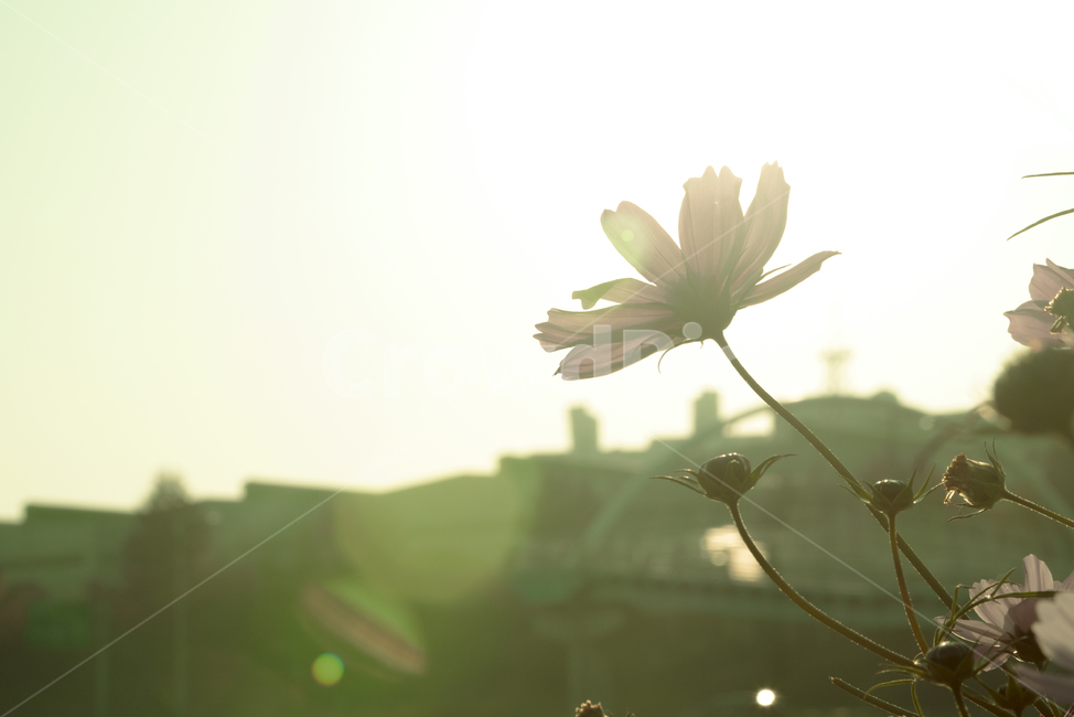 꽃,플라워,flower,코스모스,가을,계절,식물,생물,light,햇빛,빛,flare,플레어,sunlight,식물,자연,plants,nature,꽃,flower