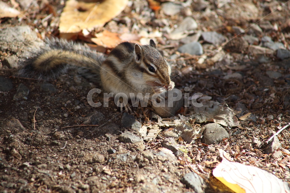 야생동물,다람쥐,줄무늬다람쥐,동물,squirrel,chipmunk,한국다람쥐,Siberianchipmunk,가을,계절,fall,autumn,season,동물,animal,포유류,mammal