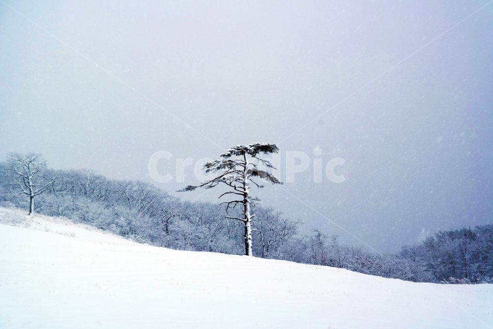 눈,눈보라,눈쌓임,하얀,하얀색,나무,외로움,겨울,겨울철,한겨울,겨울,계절,winter,season,자연,풍경,nature,landscape,outdoors,옥외