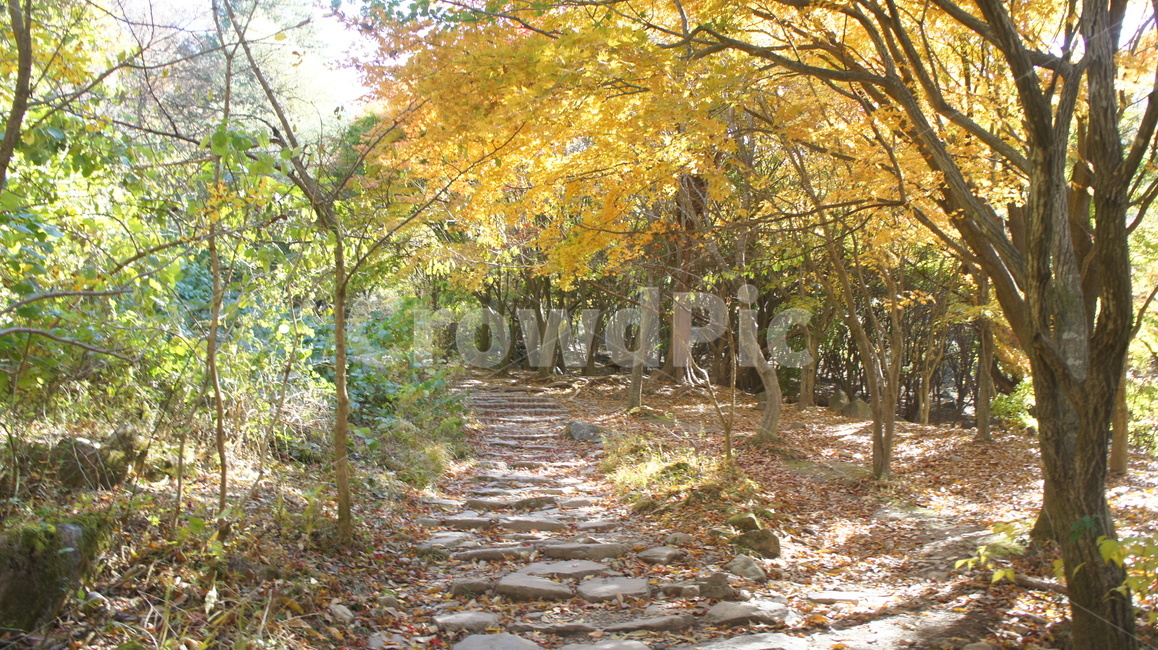 가을,산,나무,단풍,돌계단,mountain,tree,stair,무등산