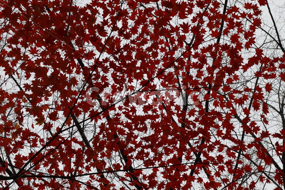 maple,단풍,leaf,잎,가을,모양,식물,자연,plants,nature,나무,trees,wood