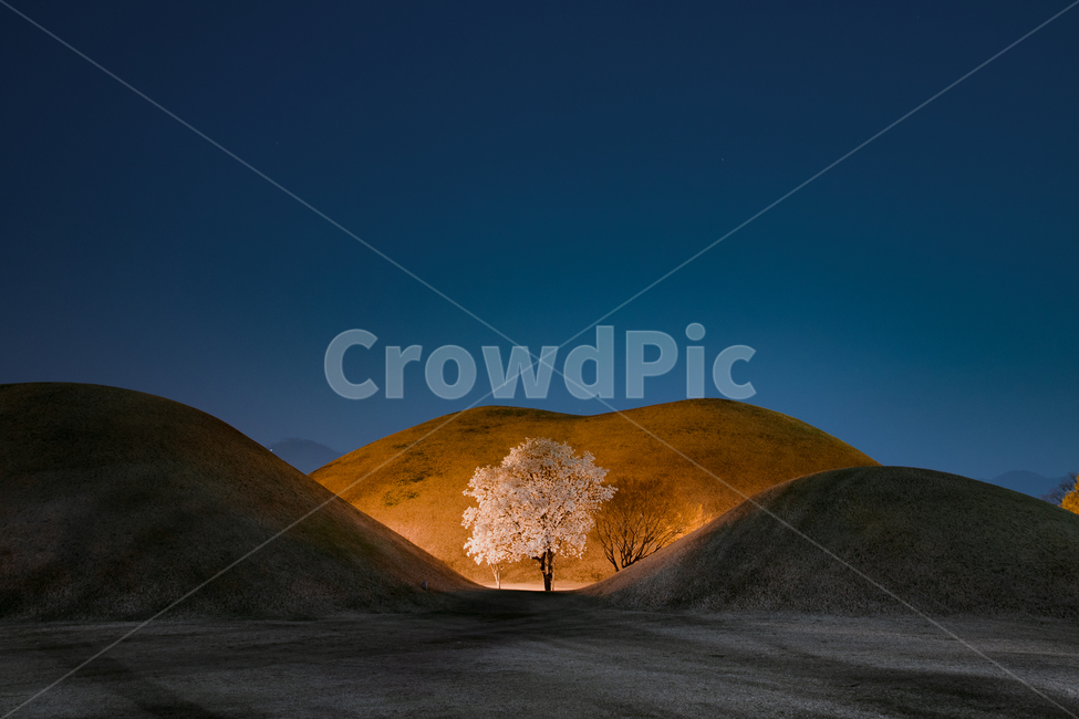 경주,대릉원,목련,야경,첨성대,천마총,봄,계절,spring,season,야경,밤,풍경,nightscape,night,landscape,한국전통,한국문화,korean traditional,korean culture,랜드마크,landmark,tourist attraction,한국랜드마크,한국관광지,한국명소,korea landmark,korea tourist attraction,식물,자연,plants,nature,나무,trees,wood,grassland,목초지,outdoors,옥외,field,들