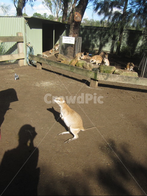 kangaroo,캥거루,animal,동물,호주,동물,animal,포유류,mammal