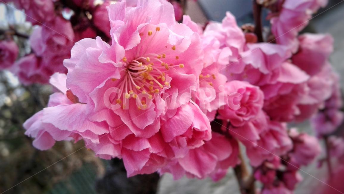 plant,blossom,꽃,flower,벚꽃,cherryblossoms,분홍색,pink,봄,spring