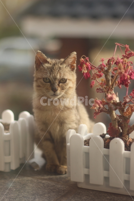 고양이,동물,pet,애완동물,cat,동물,animal,포유류,mammal,고양이,cat,kitten,kitty