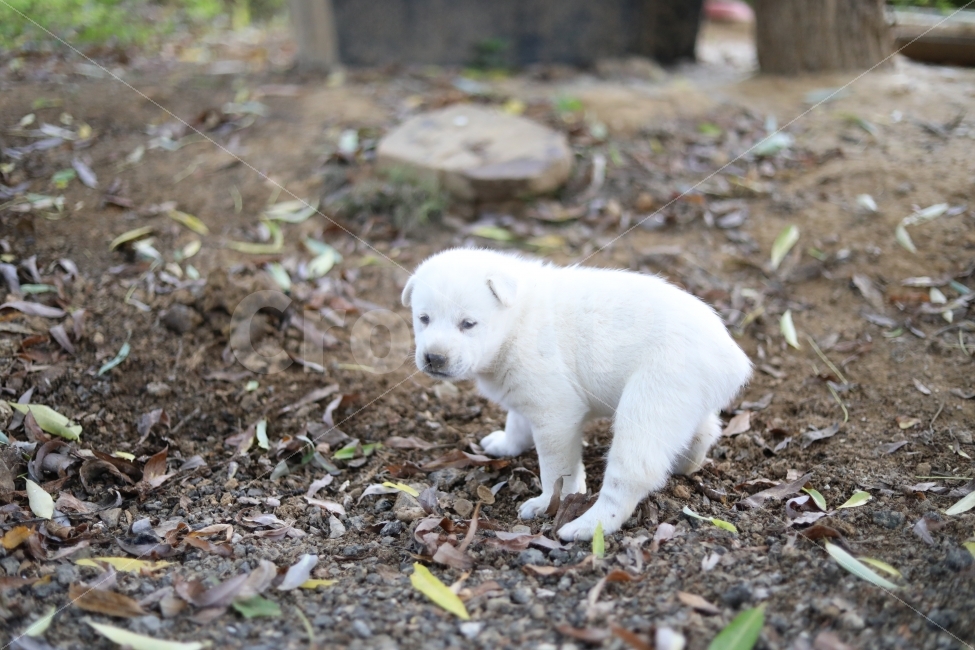 멍멍이,개,동물,빛모아농원,동경개,동물,animal,포유류,mammal,개,강아지,dog,doggy