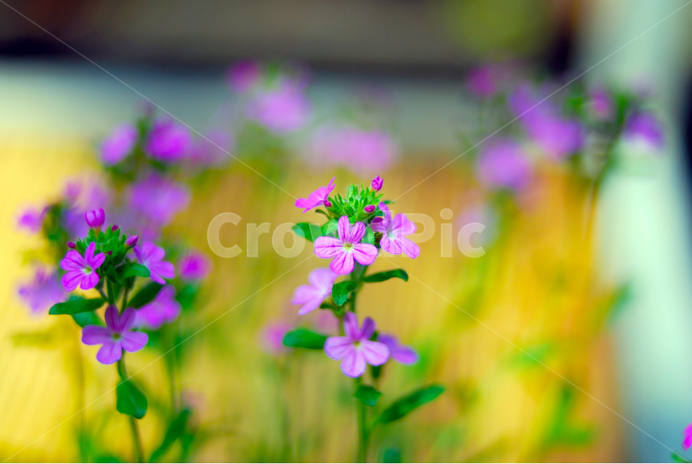 꽃,풀꽃,분홍,초록,근접,식물,식물,자연,plants,nature,꽃,flower