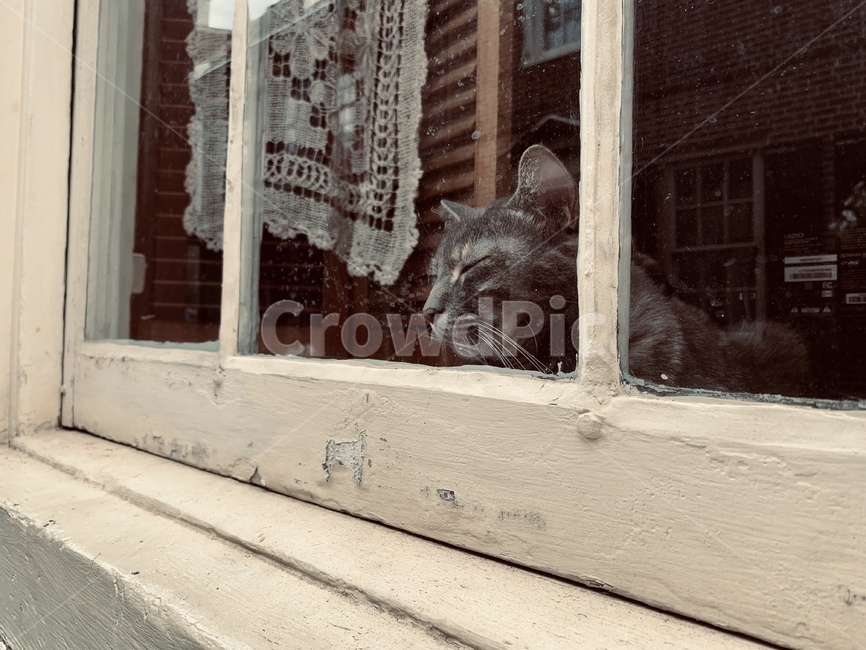 고양이,동물,애완견,감성,창문,빈티지,빈티지감성,window