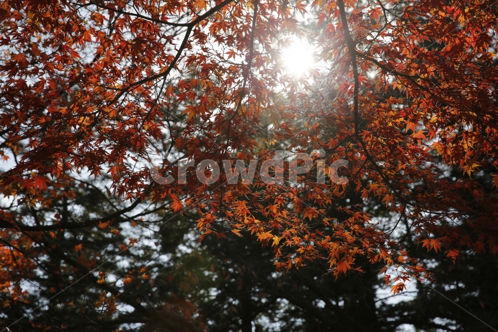 가을,낙엽,가을사진,단풍,은행,하늘,풍경,풍경사진,감성사진,감성,landscape,단풍놀이,출사,가을,계절,fall,autumn,season,식물,자연,plants,nature,여행,휴가,traveling,vacation,trip,leaf,잎,plant,tree,나무,maple