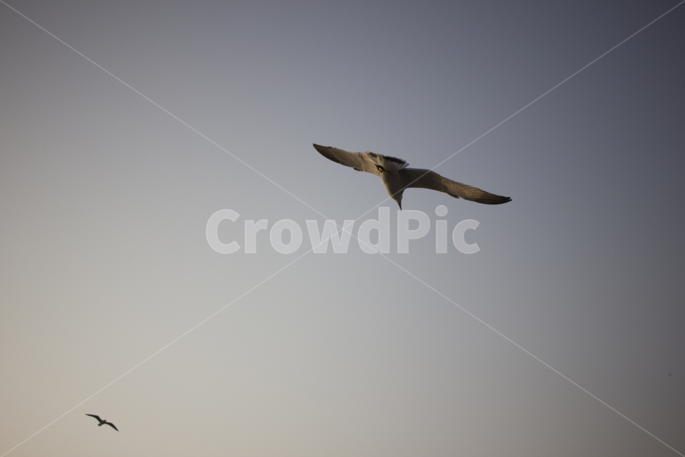 새,비행,날다,비상,희망,도전,꿈,도약,갈메기,하늘,동물,animal,조류,새,birds