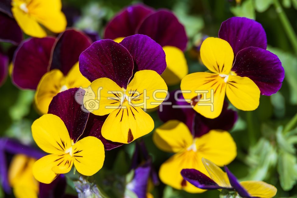 Viola,flower,small pansy,viola pansy,viola flower,violet family,annual plant,perennial plant,purple,yellow,petal,tricolor violet,edible,plant,nature,green,leaf,warm,sunlight