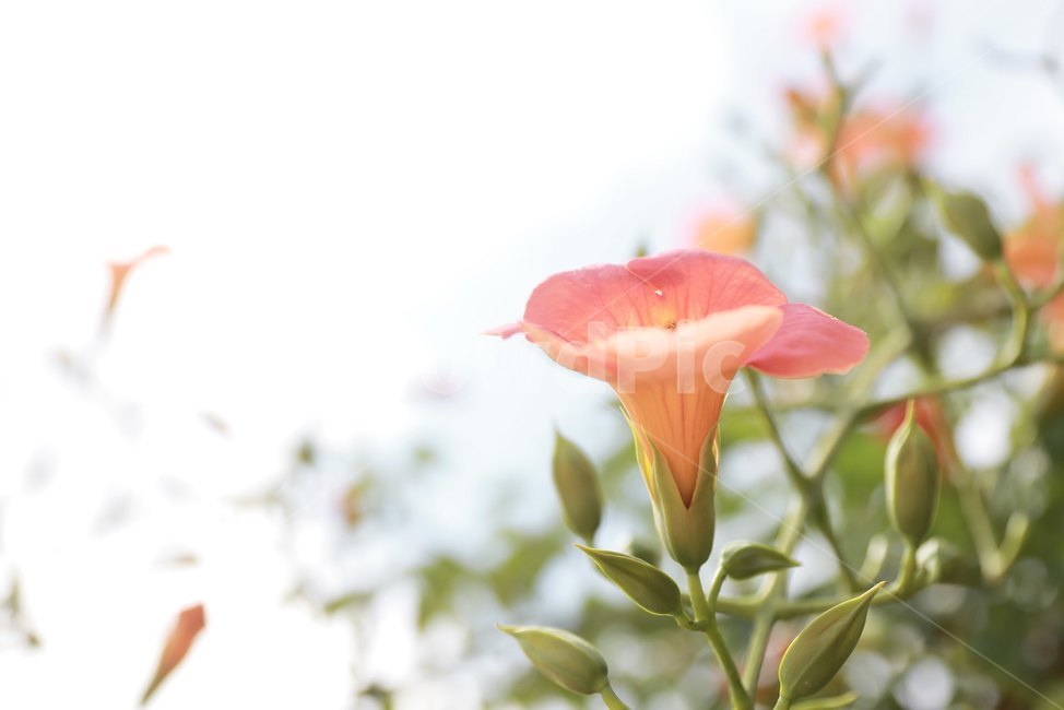 능소화,여름꽃,주황색,꽃,감성,식물,자연,plants,nature,꽃,flower