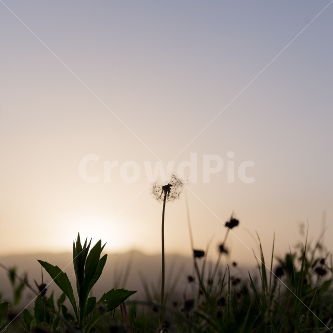 아침,일출,산,민들레,꽃,풍경사진,식물,자연,plants,nature,꽃,flower