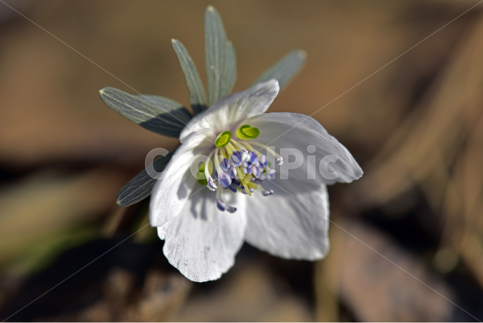 바람꽃,야생화,들꽃,이른봄,흰색,식물,자연,plants,nature,꽃,flower