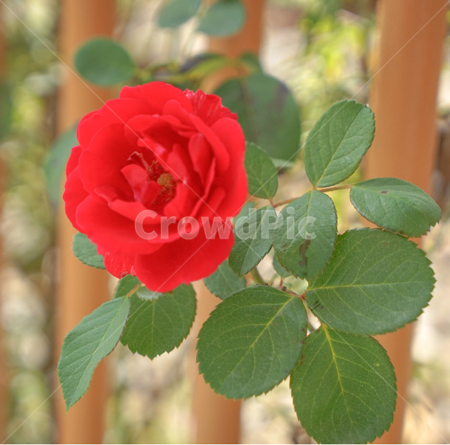 꽃,장미,가시,생화,울타리,자연,식물,식물,자연,plants,nature,꽃,flower