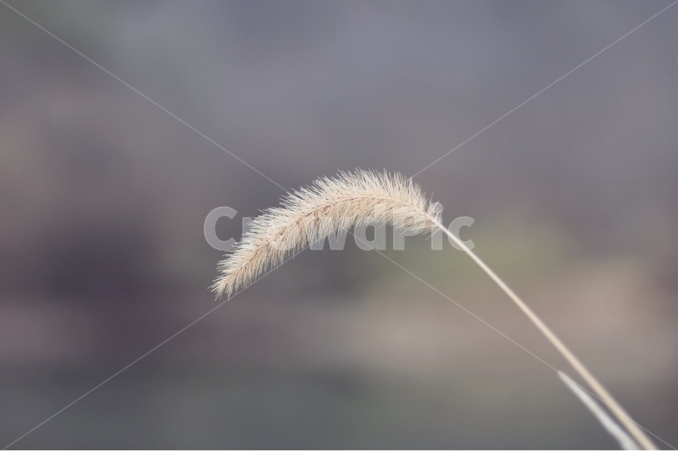 강아지풀,가을,풀,아웃포커싱,버들강아지,식물,자연,plants,nature