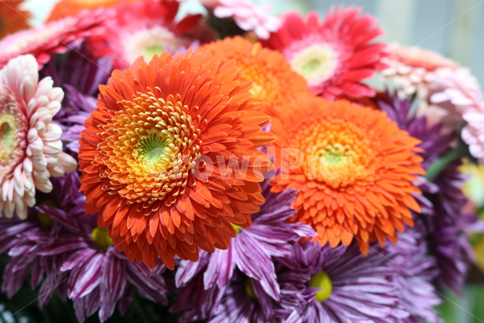 국화,꽃,국화꽃,식물,구화,원예,관상용,식물,자연,plants,nature,꽃,flower