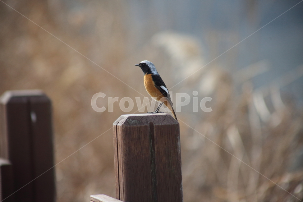 animal,동물,bird,새,딱새,딱새수컷,daurianredstart,작은새,동물,animal,조류,새,birds