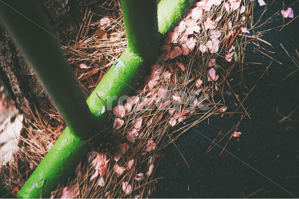 감성사진,꽃,벚꽃,산책,팡크,색감,봄,spring,emotion,cherryblossom,pink,color,봄,계절,spring,season,꽃,flower,감성,sensible,feeling,plant,식물