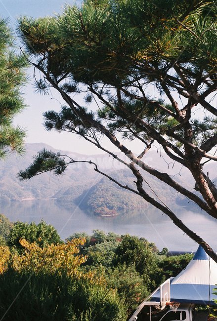 호수,충주호,풍경,경치,나무,식물,자연,풍경,nature,landscape,tree,plant,fir,전나무