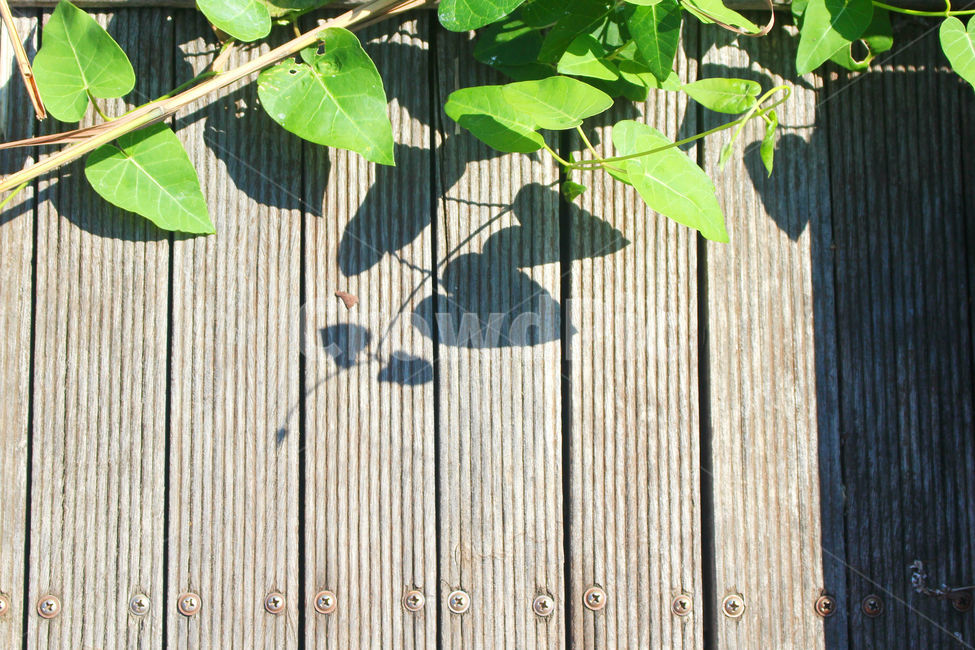 자연,하트,그림자,식물,풀,초록,green,heart,식물,자연,plants,nature,휴식,힐링,rest,relaxation,healing