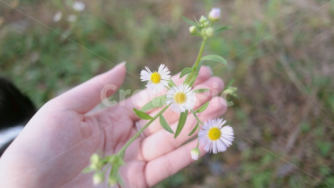 꽃,들꽃,풀,자연,계란꽃