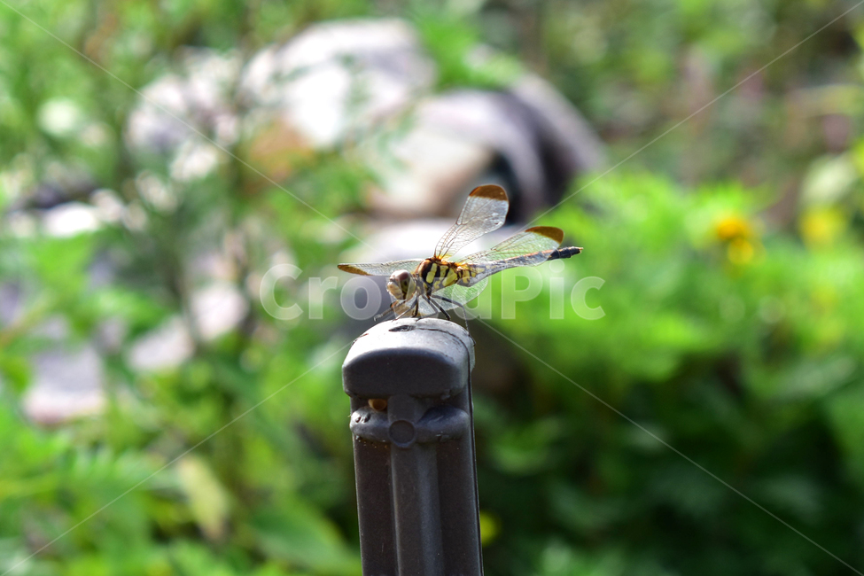 잠자리,곤충,insect,dragonfly,벌레,가을,날개,앉다,쉬다,곤충,벌레,insect,bug