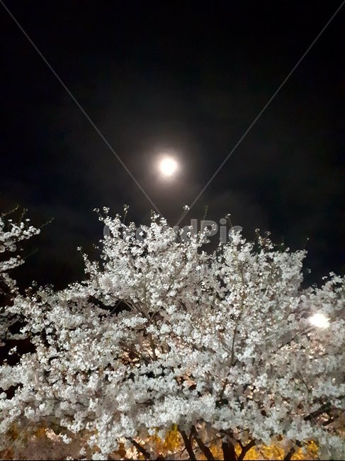 벛꽃,봄,밤,꽃,달,봄,계절,spring,season,식물,자연,plants,nature,꽃,flower,plant