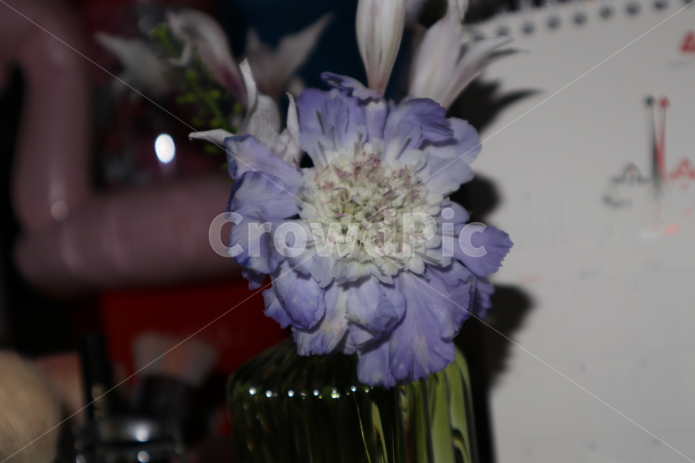 꽃,꽃병,보라색,flower,식물