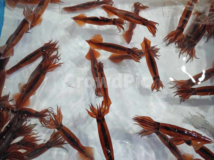오징어,해산물,수산물,해물,생선,산오징어,바다생물,어류,두족류,연체동물,배경,바탕,백그라운드,살아있는,몸통,먹거리,요리재료,식재료,생물,수족관,횟감,동물,animal,seafood,해양생물,어시장,수산시장