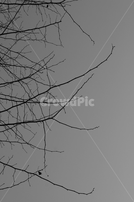 나무,가지,흑백,나무가지,tree,겨울,winter,흑백,모노톤,monochrome,black and white