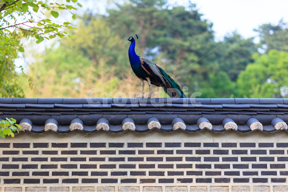 공작,동물원,깃털,자연,길,동물,animal,조류,새,birds