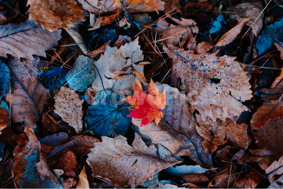 단풍,가을,자연,autumncolours,낙엽,단풍잎,나뭇잎,autumn,fall,가을,계절,fall,autumn,season,감성,sensible,feeling,leaf,잎,plant,식물,tree,나무