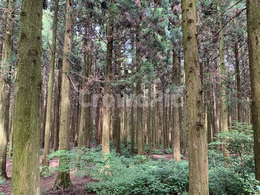 사려니숲,제주도,숲,휴식,나무