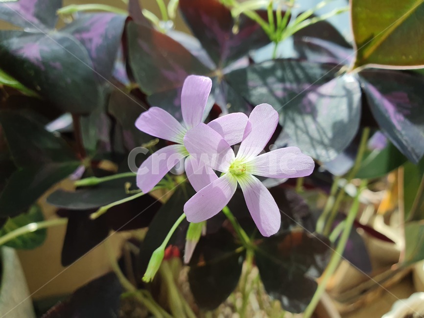 꽃,blossom,사랑초,연분홍꽃,분홍색,식물,plant