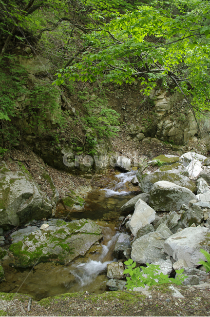 계곡,바위,물,강,식물,자연,풍경,nature,landscape,water,outdoors,옥외