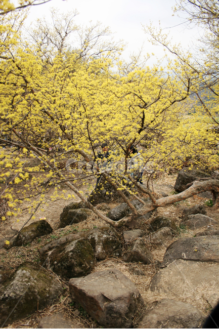 산수유,꽃,봄,봄날,봄꽃,노란색,spring,flower,감성,봄,계절,spring,season,식물,자연,plants,nature,꽃,flower,tree,나무,plant,tree trunk,나무 줄기