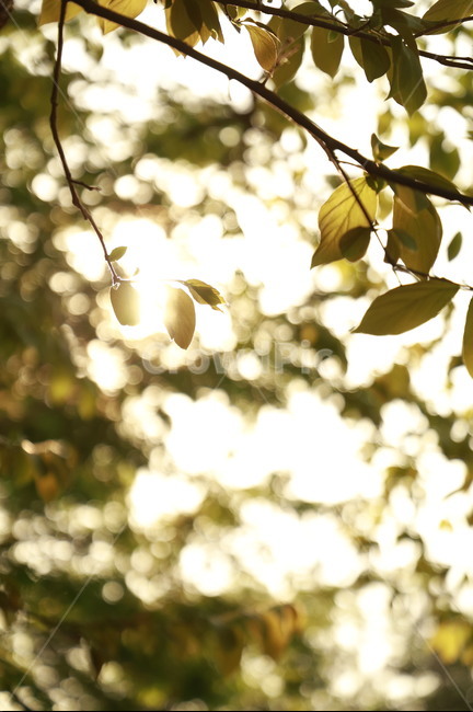 야외,자연,숲,숲속,pray,빛망울,보케,bokeh,outdoor,등산,산속,mountain,나무,나뭇잎,잎,leaf,plant,식물,햇살,햇빛,빛
