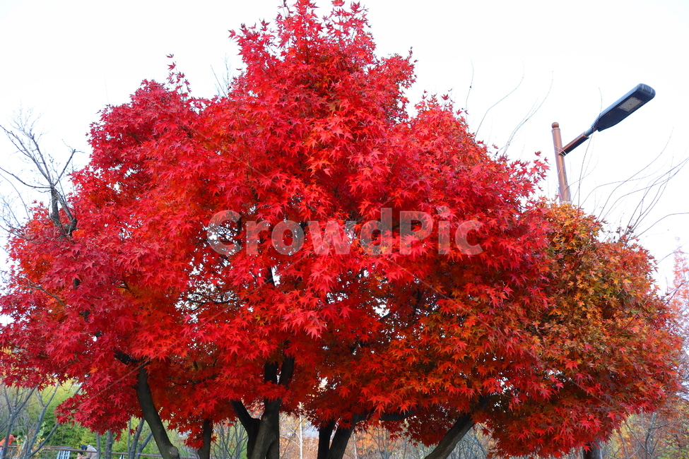 단풍,단풍나무,나무,식물,가을,자연,가을,계절,fall,autumn,season,식물,자연,plants,nature,나무,trees,wood,tree,plant,maple